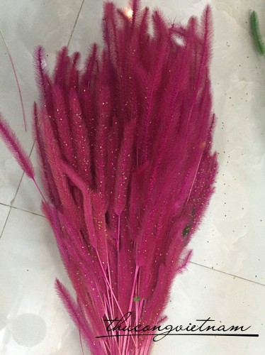 Cỏ bông lau màu hồng